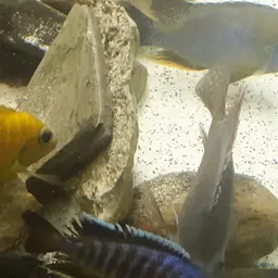 Red Peacock, photo 9