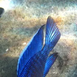 Red Peacock, photo 10