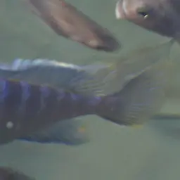 Red Peacock, photo 12