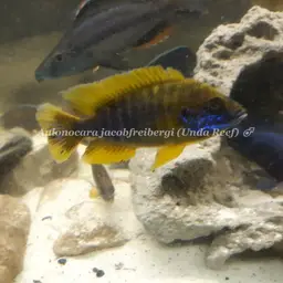 Lemon Jake, photo 12