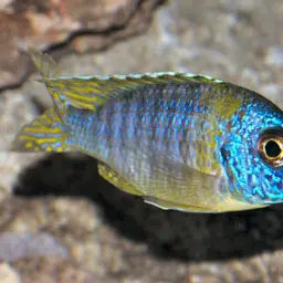Aulonocara Chizumulu