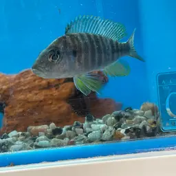 Peacock Cichlid