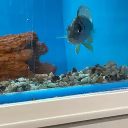 Peacock Cichlid, photo 2