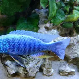 Peacock Cichlid, photo 3