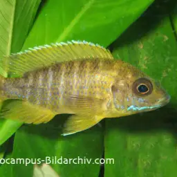 Yellow Regal Peacock