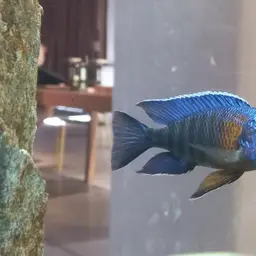 Flameback Peacock
