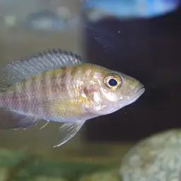Flameback Peacock, photo 2