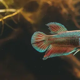 Aurigan Betta