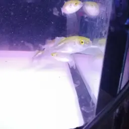 Bronze Puffer