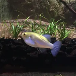 Greenbottle Pufferfish, photo 1