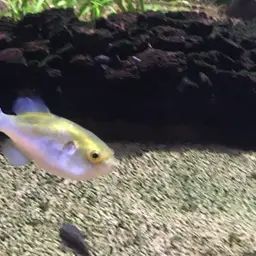 Greenbottle Pufferfish, photo 2