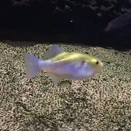 Greenbottle Pufferfish, photo 3