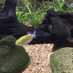 Greenbottle Pufferfish, photo 4