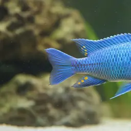 Aurora Cichlid