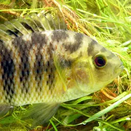Spotted Cichlid, photo 1