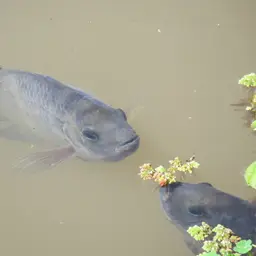 Spotted Cichlid, photo 2