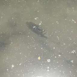 Spotted Cichlid, photo 3
