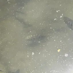 Spotted Cichlid, photo 4