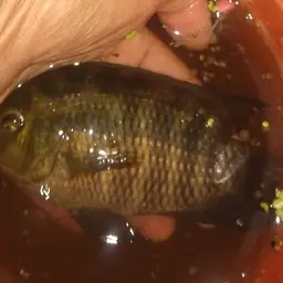 Spotted Cichlid, photo 5