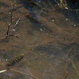 Spotted Cichlid, photo 8