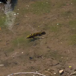 Spotted Cichlid, photo 9