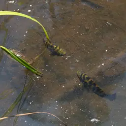 Spotted Cichlid, photo 10