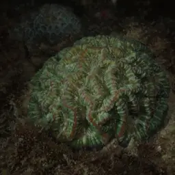 Sinuous Cup Coral, photo 2