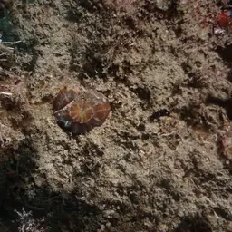 Sinuous Cup Coral, photo 3