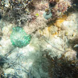 Sinuous Cup Coral, photo 4