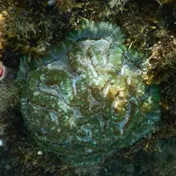 Sinuous Cup Coral, photo 5