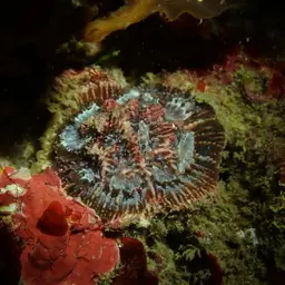 Sinuous Cup Coral, photo 6