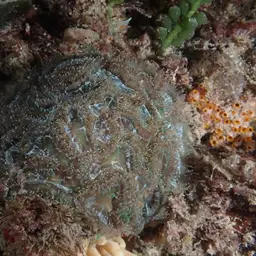 Sinuous Cup Coral, photo 7