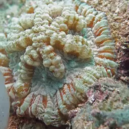 Sinuous Cup Coral, photo 8
