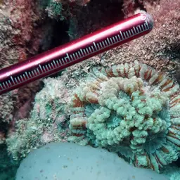 Sinuous Cup Coral, photo 9