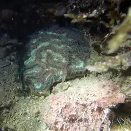 Sinuous Cup Coral, photo 10