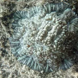 Sinuous Cup Coral, photo 11