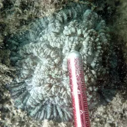 Sinuous Cup Coral, photo 12