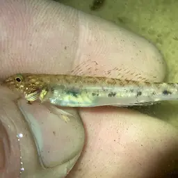 River Goby