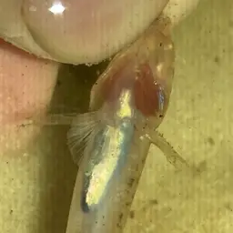 River Goby, photo 2