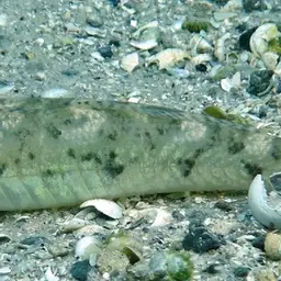 River Goby, photo 3