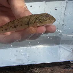 River Goby, photo 4