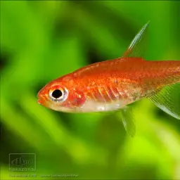 Ruby Tetra, photo 1