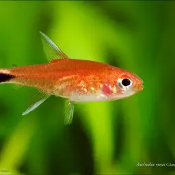 Ruby Tetra, photo 2