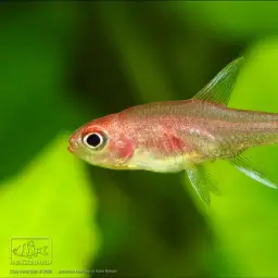 Ruby Tetra, photo 3