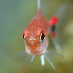 Ruby Tetra, photo 4