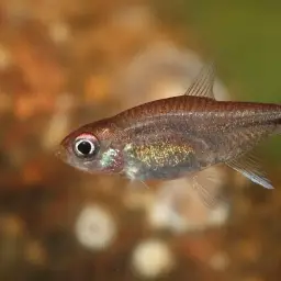 Ruby Tetra, photo 5