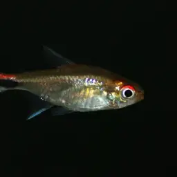 Ruby Tetra, photo 6