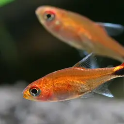 Ruby Tetra, photo 7