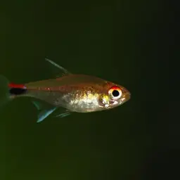 Ruby Tetra, photo 8