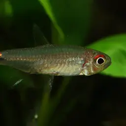 White Star Tetra, photo 2